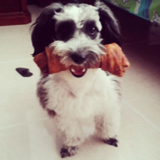Me gusta jugar otros perros y corretear con mi hueso Me gusta jugar otros perros y corretear con mi hueso