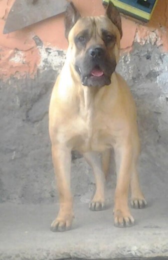 Drago es un PRESA CANARIO 