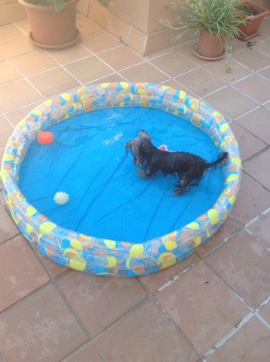 Le gusta el agua y a parte de ir a la playa en casa le hemos montado una piscinita