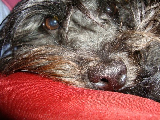soy pepita tengo un añito ..y soy una perrita muy feliz soy pepita tengo un añito ..y soy una perrita muy feliz