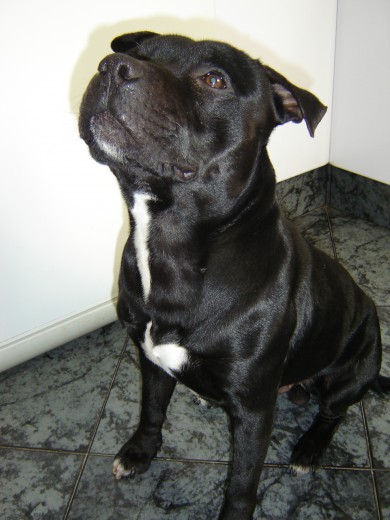 coco mi staffy