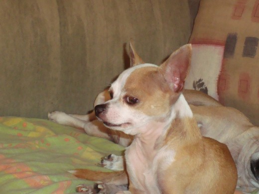mi principe mi principe