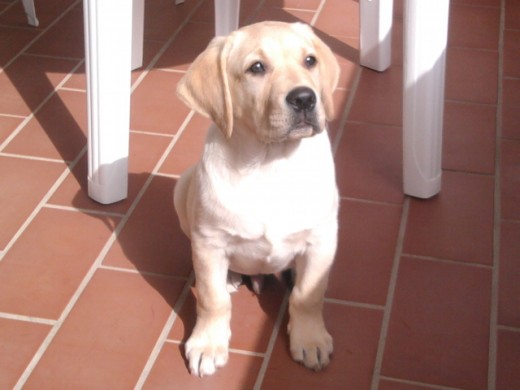 Tomando el sol.