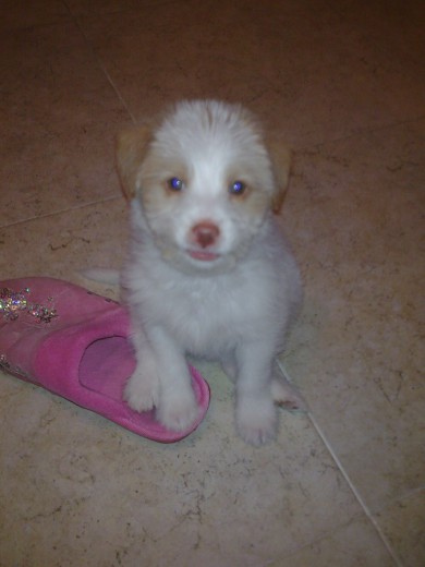 Mi Berto con su zapatilla
Mi Berto con su zapatilla