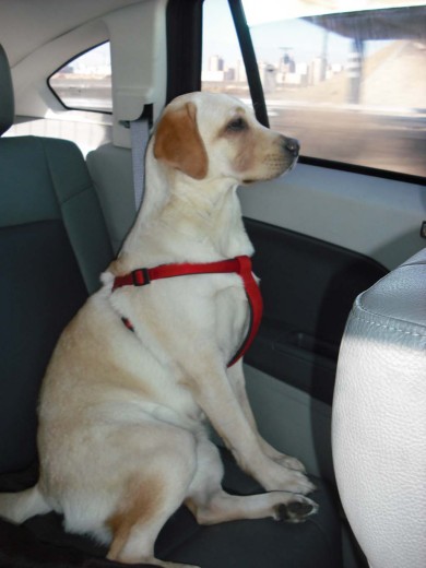 Minha princesa paseando de carro!!! Minha princesa paseando de carro!!!