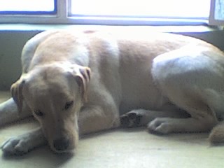 santy es un labrador de 3 años de edad, le encanta que lo consientan, es muy tierno, cariñoso, jugueton, el cree que es el unico perro, bueno bebe, sobre el paneta y que no podemos consentir, o siquiera hablarle a otro perro. creo que esta enamorado de la tia marina y la abuela irma, pues no permite que les pase nada, y pretende que lo alsen todo el tiempo.
el comparte su habitacion con otra mascota que se llama pekas es una can sin raza ni clase osea, jeje. ademas es una abusiva le pega porque no hace lo que ella quiere. en fin my santy es lo mejor que tengo, es mi amigo, mi hijo y mi mascota, lo amoooo cantidades. santy es un labrador de 3 años de edad, le encanta que lo consientan, es muy tierno, cariñoso, jugueton, el cree que es el unico perro, bueno bebe, sobre el paneta y que no podemos consentir, o siquiera hablarle a otro perro. creo que esta enamorado de la tia marina y la abuela irma, pues no permite que les pase nada, y pretende que lo alsen todo el tiempo.
el comparte su habitacion con otra mascota que se llama pekas es una can sin raza ni clase osea, jeje. ademas es una abusiva le pega porque no hace lo que ella quiere. en fin my santy es lo mejor que tengo, es mi amigo, mi hijo y mi mascota, lo amoooo cantidades.