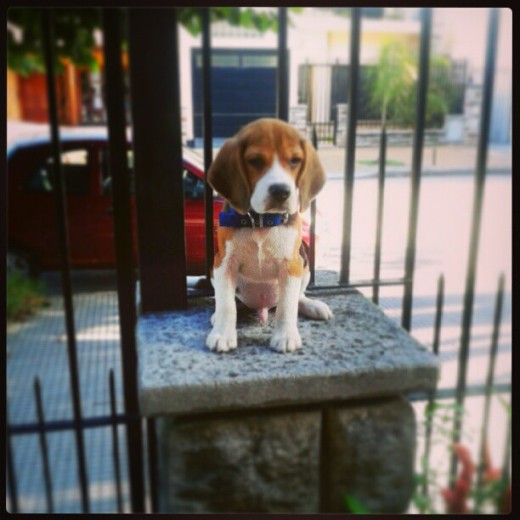 Sentado en el tapial. Sentado en el tapial.