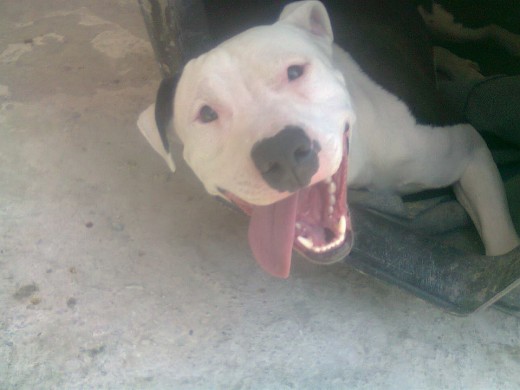 El Mejor Perro Del Mundo El Mejor Perro Del Mundo