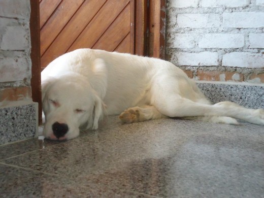 DANDO SU SIESTA EN SU LUGAR PREFERIDO LA PUERTA JUJUJUJU