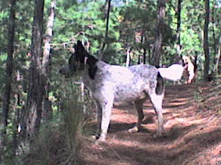 este es mi perro salpicado es de raza colli  de la frontera lo quiero mucho esta foto se la tome en el campo