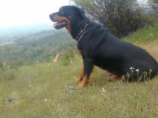 Le gusta salir al aire libre por que se siente libre.