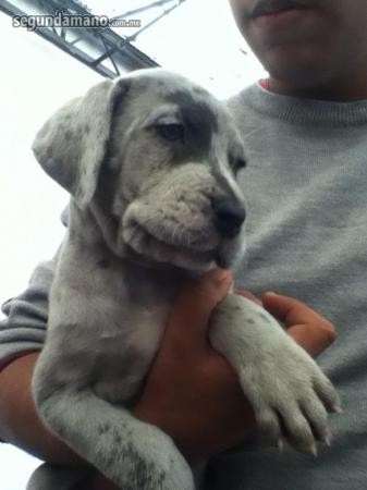 ES UN HERMOSO BEBE MERLE POR FIN NO LO LLEVAMOS A CASA ES UN HERMOSO BEBE MERLE POR FIN NO LO LLEVAMOS A CASA
