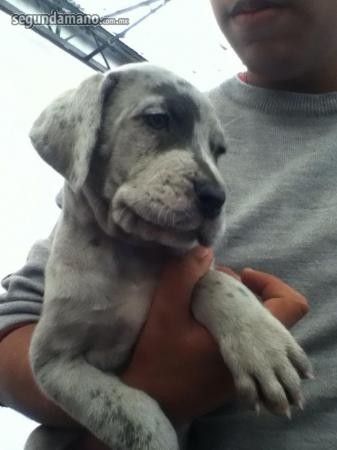 ES UN HERMOSO BEBE MERLE POR FIN NO LO  LLEVAMOS A CASA