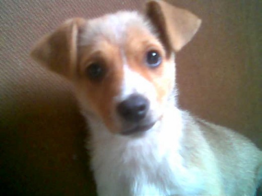 mi primer perro,su nombre es tobias pero le desimos tobi. mi primer perro,su nombre es tobias pero le desimos tobi.