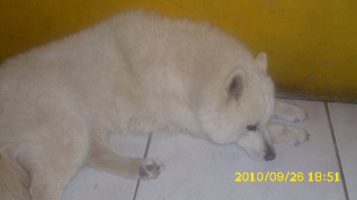 MI PERRA AURORA DESCANSANDO COMO DE COSTUMBRE :* MI PERRA AURORA DESCANSANDO COMO DE COSTUMBRE :*