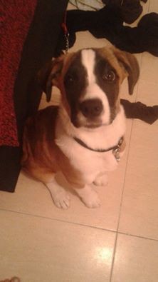 Dom, de apodo 'Toretto' si efectivamente, le llame asi como el actor Vin Diesel en a todo gas por que es igual que el... muy bruto.. y el perrillo de tan solo 3 meses hace honor a su nombre jajajaj es muy travieso, y no tiene miedo a enfrentarse a perros mas grandes que el para mi es un vacilon pero le quiero mucho es luego muy cariñoso con todos y tiene mucha energia Dom, de apodo 'Toretto' si efectivamente, le llame asi como el actor Vin Diesel en a todo gas por que es igual que el... muy bruto.. y el perrillo de tan solo 3 meses hace honor a su nombre jajajaj es muy travieso, y no tiene miedo a enfrentarse a perros mas grandes que el para mi es un vacilon pero le quiero mucho es luego muy cariñoso con todos y tiene mucha energia