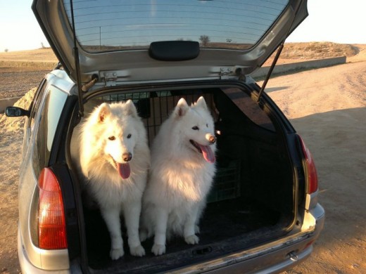 Aquí están mis dos peludos. Nube con 6 años y Trueno con 2 años.