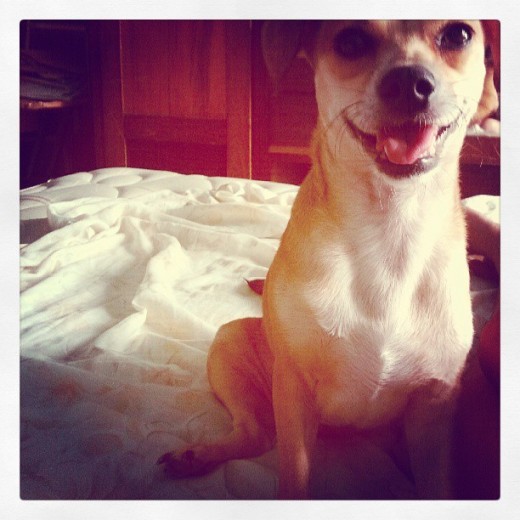 La luz de mis ojos ♥ Chihuahua Mestiza... La luz de mis ojos ♥ Chihuahua Mestiza...