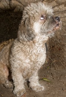 Lo encontramos en la calle a punto de ser atropellado y con una pata herida, ahora es un perro educado y feliz y extremadamente cariñoso y sociable :)