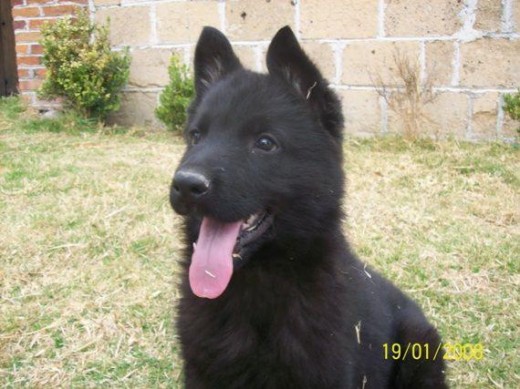 Mi pequeño Blacky con solo 3 meses y medio