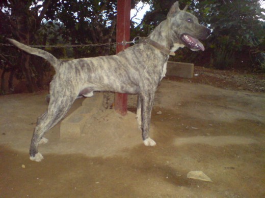 Este es Paco mi mascota es poco amigable con los desconocidos pero conmigo y con mi familia es muy bueno...Es muy bueno cuidando la casa...lo queremos mucho. Este es Paco mi mascota es poco amigable con los desconocidos pero conmigo y con mi familia es muy bueno...Es muy bueno cuidando la casa...lo queremos mucho.