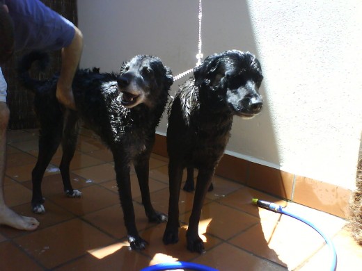 Teka y su madre Luna dandose un Baño,Luna,con el morro y pecho blanco, lamentablemente murio hace poco, despues de 11 años en los que siempre me pago con creces el sacarla de la perrera de Salamanca,en mi epoca de estudiante, una gran perra y lo mas importante, una inmejorable compañia. Teka y su madre Luna dandose un Baño,Luna,con el morro y pecho blanco, lamentablemente murio hace poco, despues de 11 años en los que siempre me pago con creces el sacarla de la perrera de Salamanca,en mi epoca de estudiante, una gran perra y lo mas importante, una inmejorable compañia.