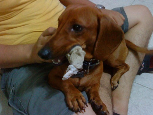 ESTE ES MI VINNY, ES UN DASCHUND O TEKEL DE PELO CORTO ROJIZO, TIENE 1 AÑO 5 MESES Y PESA 6.5 KG, ES MUY INTELIGENTE, CARIÑOSO Y SOCIABLE, ES EL CONSENTIDO DE LA CASA...