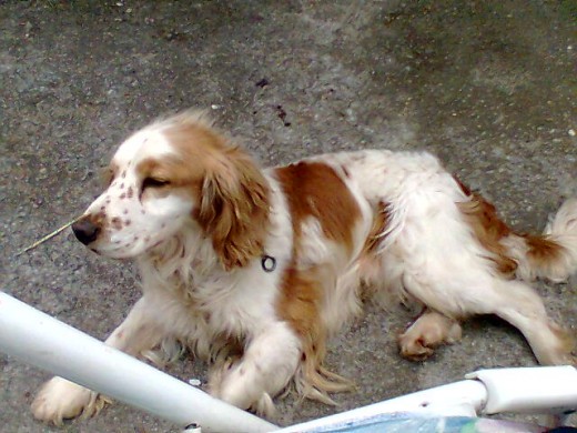 mi perro en la casa de campo en el patio