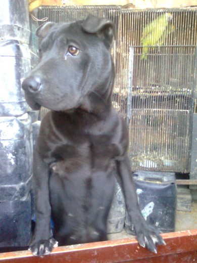 mucho gusto me presento soy zacha
mucho gusto me presento soy zacha