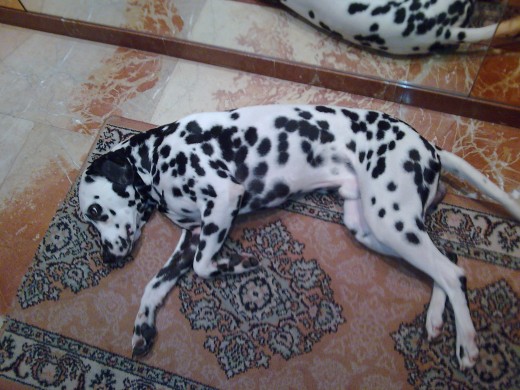 Ahy esta pongo vagueando en la alfombra como un señor :P. Ahy esta pongo vagueando en la alfombra como un señor :P.