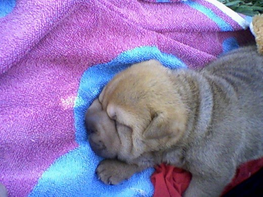 india con 45dias una sharpei