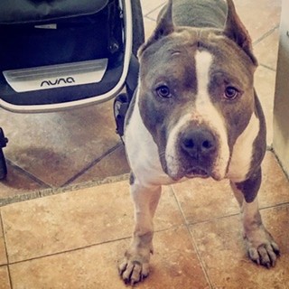 Una muy pequeña referencia de la espectacular belleza y distinción de raza pura AMSTAFF BLUE cuidando la carriola con mi hijo ‘ . “KANE” Una muy pequeña referencia de la espectacular belleza y distinción de raza pura AMSTAFF BLUE cuidando la carriola con mi hijo ‘ . “KANE”