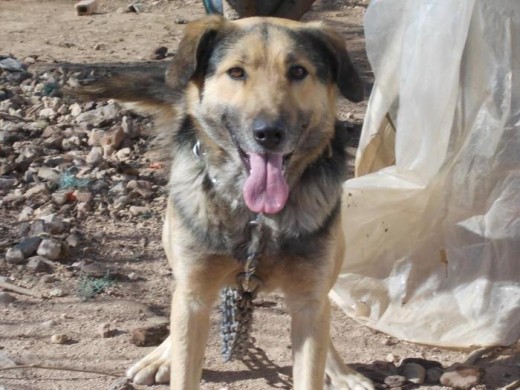 Descansa en paz mi gran amigo...