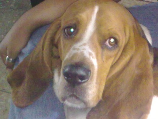 Es el perro más noble y amoroso que he tenido. Es un terrón de azutar, es muy testarudo y hace muy poco caso de las ordenes que se le da pero su solo rostro habla de su nobleza. Es el perro más noble y amoroso que he tenido. Es un terrón de azutar, es muy testarudo y hace muy poco caso de las ordenes que se le da pero su solo rostro habla de su nobleza.