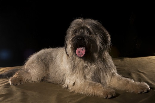 Truco posando en el estudio de fotografía