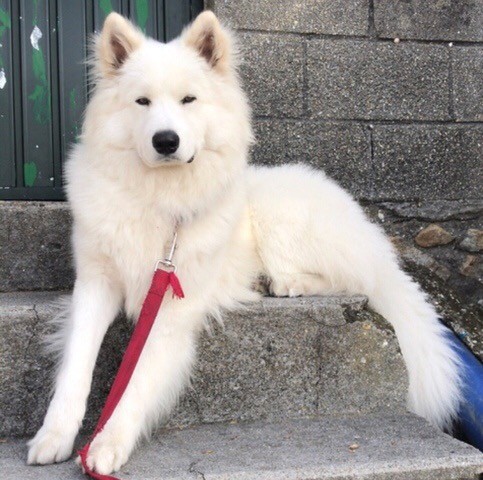 Se ofrece este samoyedo de pura raza para montas!!es precioso! tengo whatsap, 693932954
a cambio d la monta pido 50 euros y un cachorro, graciass 