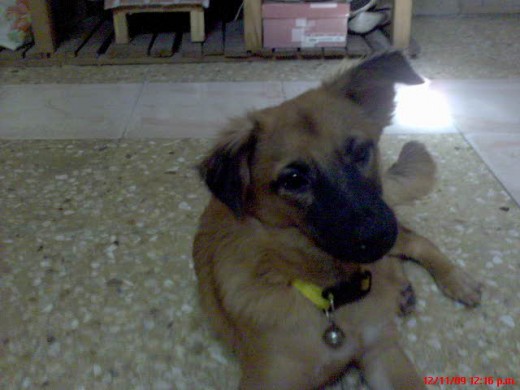 es una perrita muy juguetona y cariñosa es una perrita muy juguetona y cariñosa