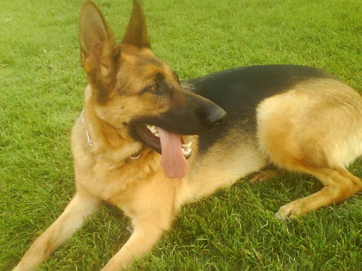 kora despues de correr en el campo