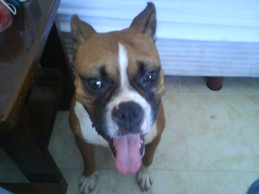 esta es mi perrita es muy cariñosa i jugetona esta es mi perrita es muy cariñosa i jugetona