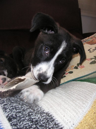 DORA: HEMBRA, 2 MESES Y MEDIO, SE LLEVA BIEN CON PERROS Y GATOS, MIX BORDED COLLIE
Contacto: lorca-animal@hotmail.com ASUNTO:DORA DORA: HEMBRA, 2 MESES Y MEDIO, SE LLEVA BIEN CON PERROS Y GATOS, MIX BORDED COLLIE
Contacto: lorca-animal@hotmail.com ASUNTO:DORA