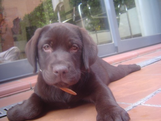 este es mi perro coco 2 tengo 2 perros que se llaman coco jajaja este es mi perro coco 2 tengo 2 perros que se llaman coco jajaja