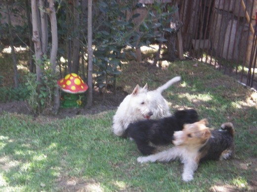 Jackito jugando con sus primitos