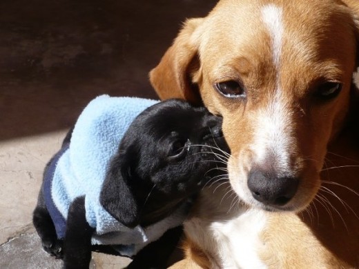 Ahi esta ella, con uno de sus hijos, salio igual a ella pero en negrito :D Ahi esta ella, con uno de sus hijos, salio igual a ella pero en negrito :D