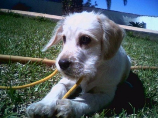 Rony con 4 meses Rony con 4 meses