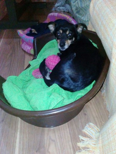 SHILA 5 AÑITOS CRUCE DE YORKSIE Y ROTRWAILLER SHILA 5 AÑITOS CRUCE DE YORKSIE Y ROTRWAILLER