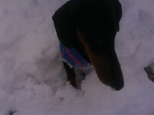 a veces la nieve le cubría entero y cuando llegaba a una pequeña montañita se quedaba quieto para mirar lo que se había perdido