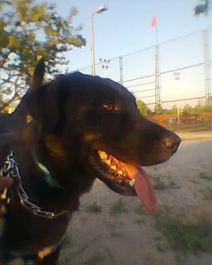 Mi Barrabas es un Ca de Bestiar legítimo, cumple con todos los estándares de su raza pero al no tener pedigrí es como si no existiera, Mi Barrabas es un Ca de Bestiar legítimo, cumple con todos los estándares de su raza pero al no tener pedigrí es como si no existiera,