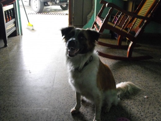esta es mi perrita niña es muy cariñosa y es muy pegada a mi no se que raza es pero no importa esta es mi perrita niña es muy cariñosa y es muy pegada a mi no se que raza es pero no importa