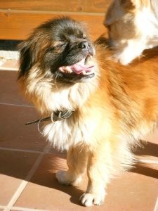 COCO UN PEKINES CON GRAN CORAZÓN QUE NECESITA UN HOGAR URGENTE. VIGO24
 
dic
 
La historia de Coco empieza cuando una compañera nuestra oye unos gemidos en unos arbustos. Se adentra en esa zona de monte y cual es su sorpresa cuando ve un pekinés atado a un árbol llorando.

Rápidamente le desata y le coge en brazos. Coco es todo dulzura, juerguista, algo escandaloso cuando ladra  ) y un donjuan. Es jovencito y ya se llevó a desparasitar y castrar. La casa de acogida de Coco está ya a tope y no puede tener mucho tiempo más al pequeño.
Necesitamos urgente una acogida para este pequeño ó una adopción.
Coco tiene un gran corazón ¿por qué no ofrecerle el nuestro?. interesados por favor que nos escriban a adopcionesgalicia@hotmail.es ó nos llamen a los tlfnos 696 69 39 71 / 649 43 31 50. GRACIAS
