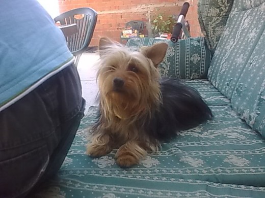 a lunita le encanta sentarse en el sillon